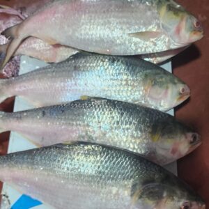 ৬ কেজি ৩৪৫০ টাকা, ৬ পিস ইলিশ মাছ