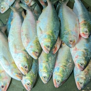 ৬ কেজি ২৮৫০ টাকা, ৮ পিস ইলিশ মাছ